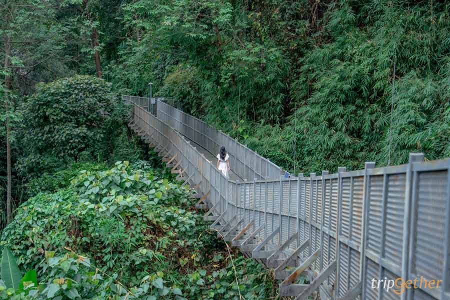 ทางเดินลอยฟ้า สวนพฤกษศาสตร์สมเด็จพระนางเจ้าสิริกิติ์