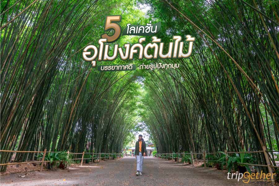 5 อุโมงค์ต้นไม้ ร่มรื่น บรรยากาศดี ถ่ายรูปปังทุกมุม