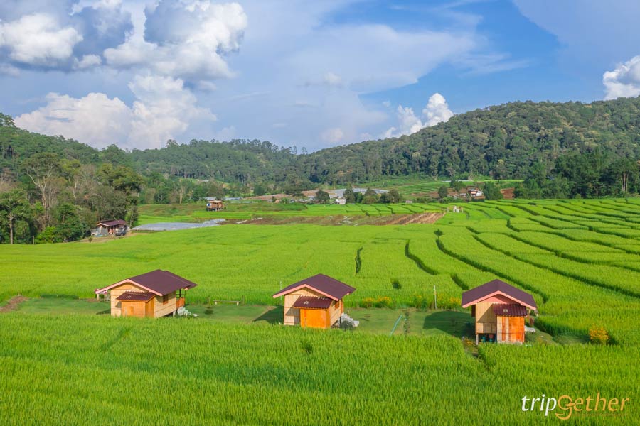 5 ที่พักกลางทุ่งนา ภาคเหนือ บรรยากาศดี วิวเขียวขจี ฮีลใจขั้นสุด!