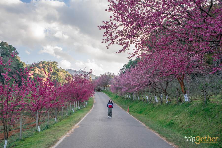 สถานีเกษตรหลวงอ่างขาง เชียงใหม่ ชมซากุระบานกลางขุนเขา ที่เที่ยวหน้าหนาว ต้องมาให้ได้สักครั้ง