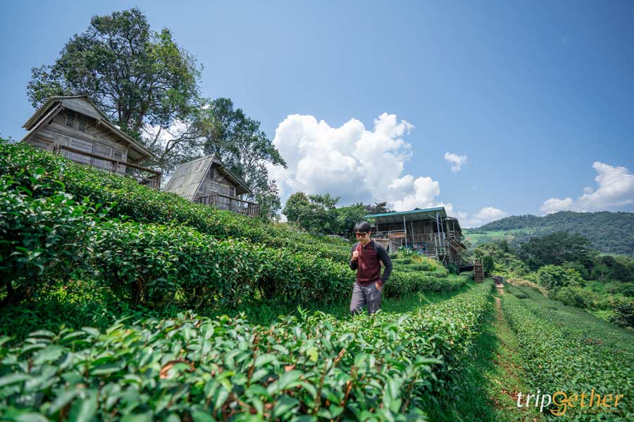 One Day Trip เที่ยวแม่แตง เชียงใหม่ เช็คอิน 5 พิกัดแลนด์มาร์กสุดปัง