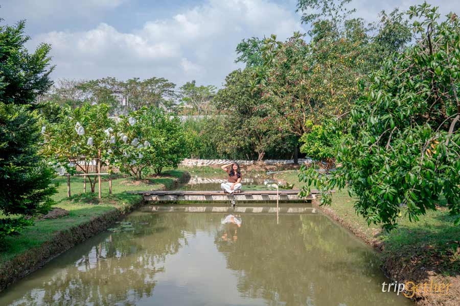 7 คาเฟ่ในสวน ใกล้กรุงเทพ อัปเดต 2026 บรรยากาศดี นั่งชิลล์กลางธรรมชาติ