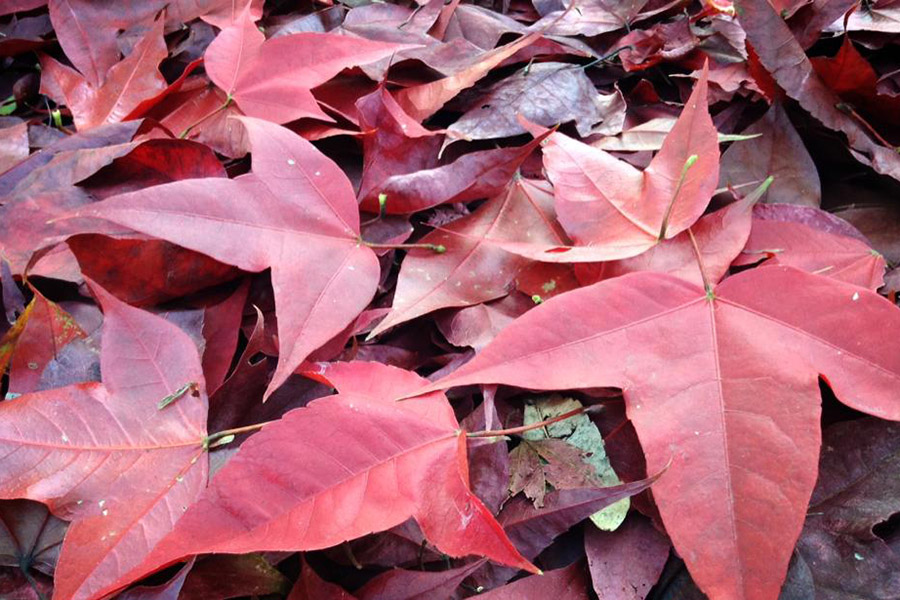 1477383_564627223627022_1902194386_n