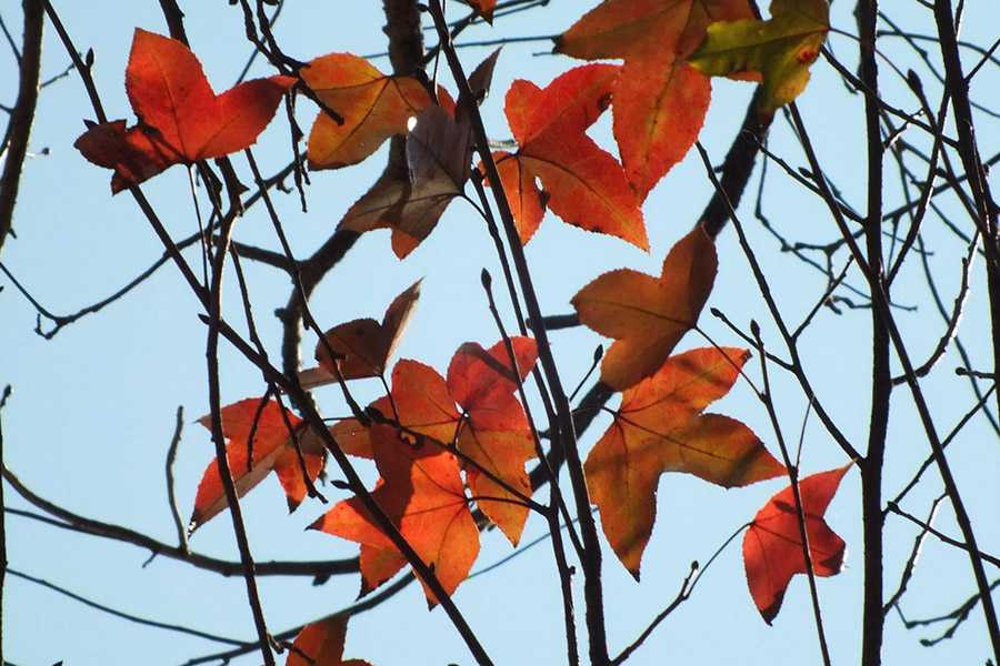 329001_205867939507087_23245074_o