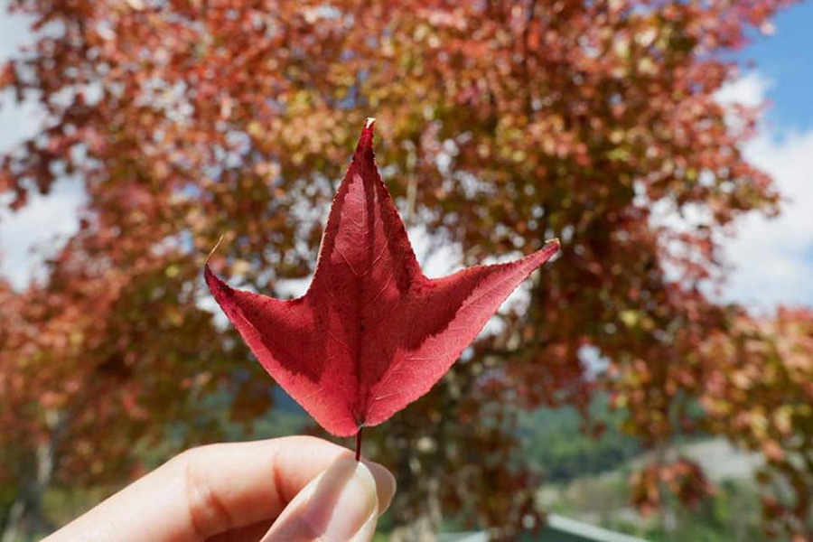 45344487_1920191218034754_3330914220865748992_n