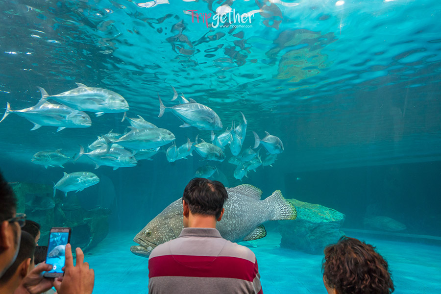 Aquarius_Bangseang-44