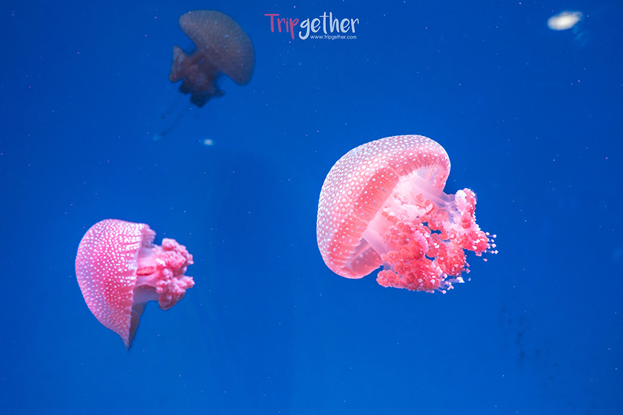 Aquarius_Bangseang-44