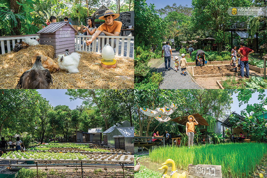 Baan_1000_mai_cafe-1