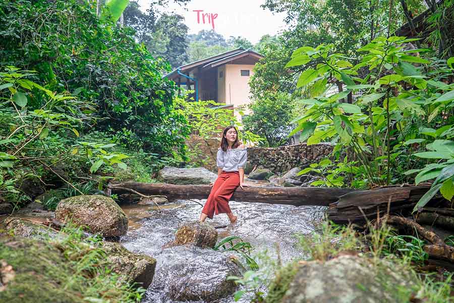 Baanrimnambaifern_19