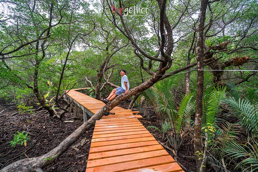Ban_Na_Nai_mangrove_forest-7