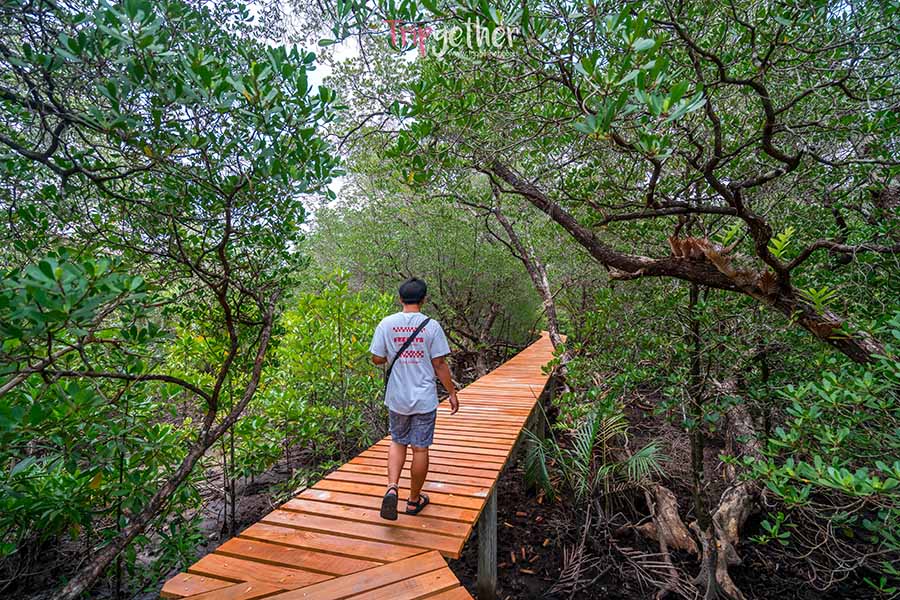 Ban_Na_Nai_mangrove_forest-7