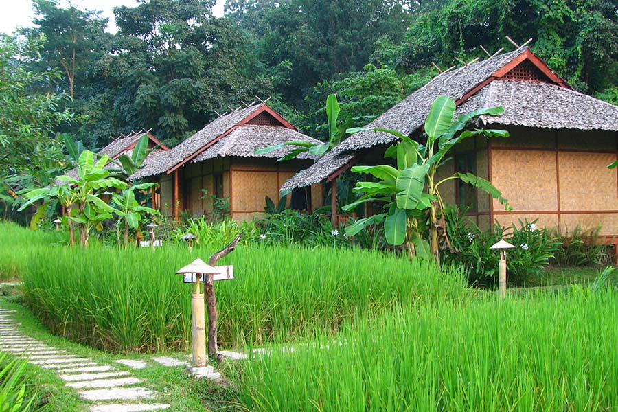 Fern Resort001
