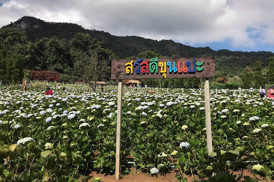 5 ทุ่งดอกไม้ในเชียงใหม่ หนาวนี้ต้องแวะแชะรูปอัพโปรไฟล์ ให้โลกสดใสด้วยดอกไม้บาน