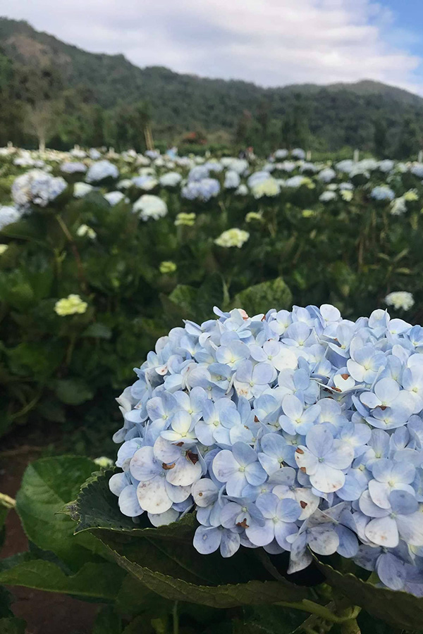 5 ทุ่งดอกไม้ในเชียงใหม่ หนาวนี้ต้องแวะแชะรูปอัพโปรไฟล์ ให้โลกสดใสด้วยดอกไม้บาน