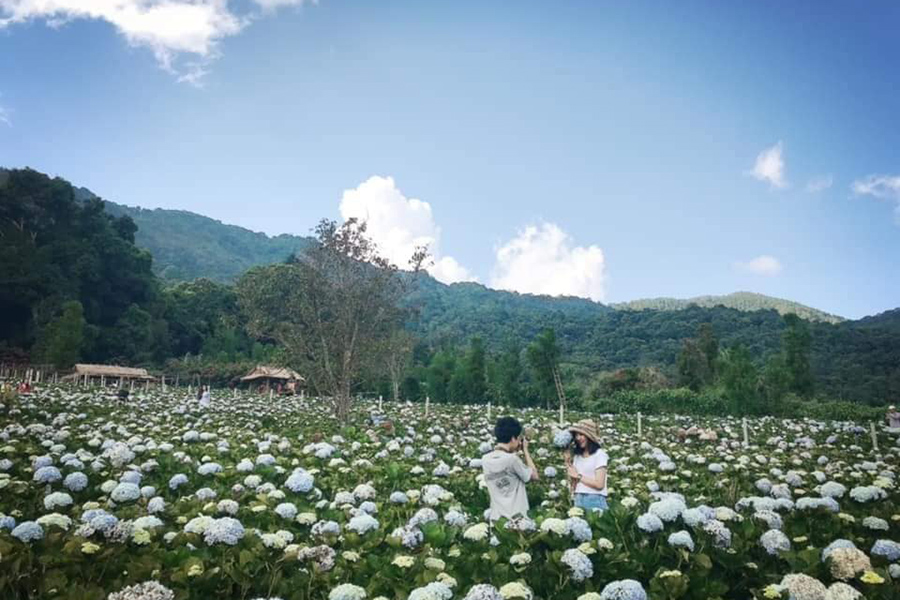 5 ทุ่งดอกไม้ในเชียงใหม่ หนาวนี้ต้องแวะแชะรูปอัพโปรไฟล์ ให้โลกสดใสด้วยดอกไม้บาน