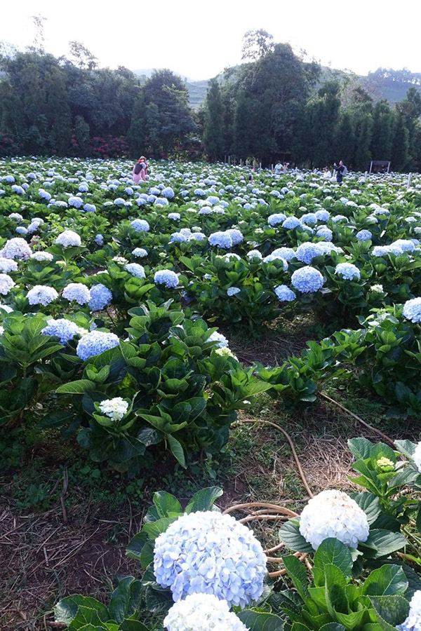 5 ทุ่งดอกไม้ในเชียงใหม่ หนาวนี้ต้องแวะแชะรูปอัพโปรไฟล์ ให้โลกสดใสด้วยดอกไม้บาน