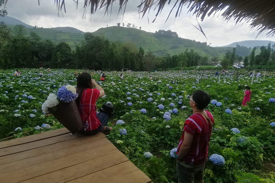 5 ทุ่งดอกไม้ในเชียงใหม่ หนาวนี้ต้องแวะแชะรูปอัพโปรไฟล์ ให้โลกสดใสด้วยดอกไม้บาน