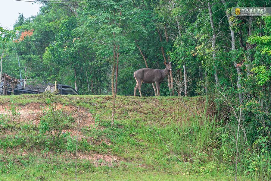 Khaoyainationpark001