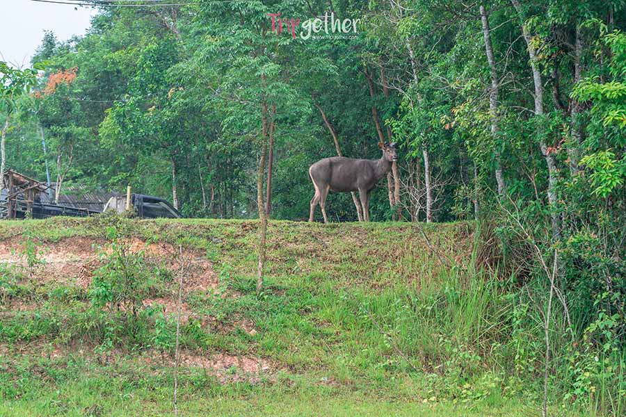 Khaoyainationpark_10