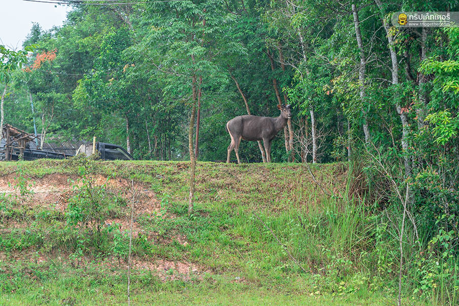 Khaoyainationpark_10
