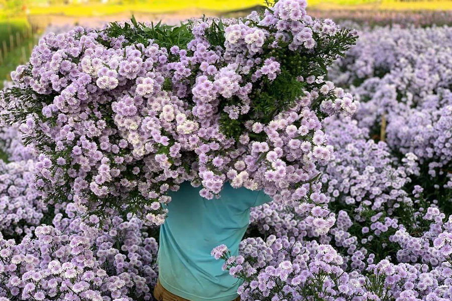 5 ทุ่งดอกไม้ในเชียงใหม่ หนาวนี้ต้องแวะแชะรูปอัพโปรไฟล์ ให้โลกสดใสด้วยดอกไม้บาน