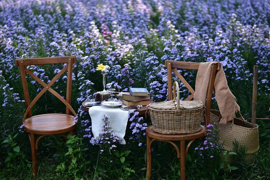 5 ทุ่งดอกไม้ในเชียงใหม่ หนาวนี้ต้องแวะแชะรูปอัพโปรไฟล์ ให้โลกสดใสด้วยดอกไม้บาน