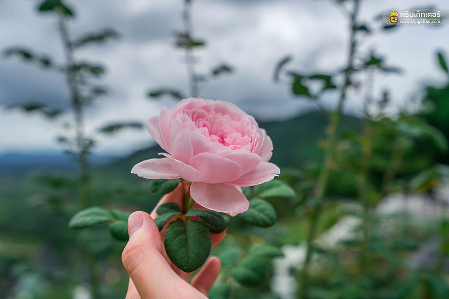 20 ที่พักเขาค้อ ภูทับเบิก หนาวนี้นอนไหนดีที่เพชรบูรณ์ 