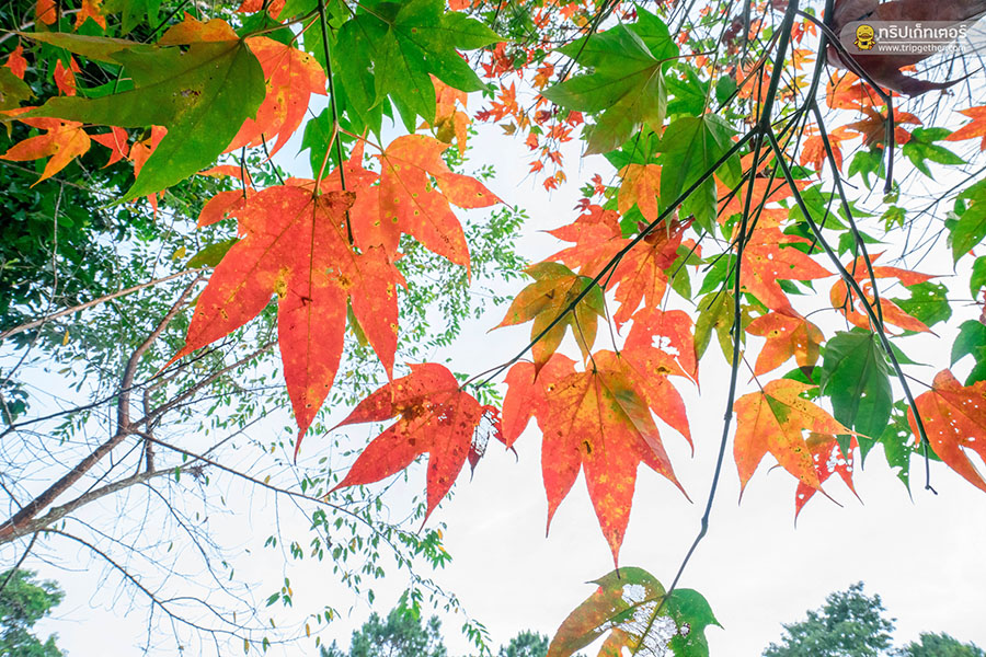 Phukanationalparkk-6