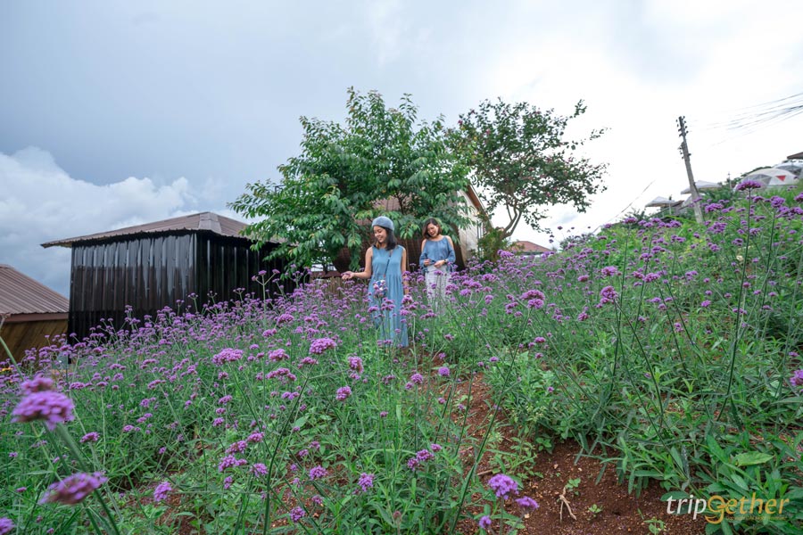 13 ที่พักม่อนแจ่ม อัปเดตปลายปี 2020