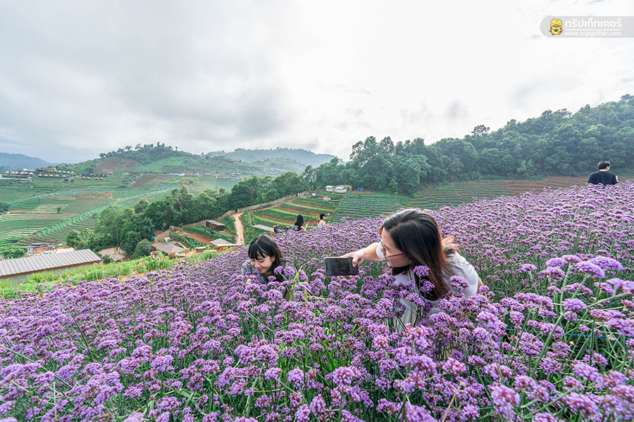 5 ทุ่งดอกไม้ในเชียงใหม่ หนาวนี้ต้องแวะแชะรูปอัพโปรไฟล์ ให้โลกสดใสด้วยดอกไม้บาน