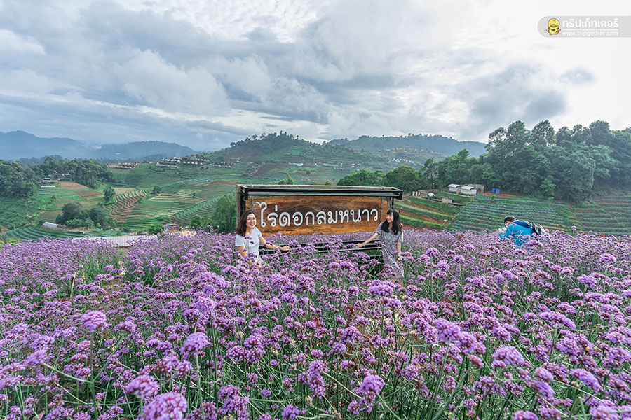 5 ทุ่งดอกไม้ในเชียงใหม่ หนาวนี้ต้องแวะแชะรูปอัพโปรไฟล์ ให้โลกสดใสด้วยดอกไม้บาน