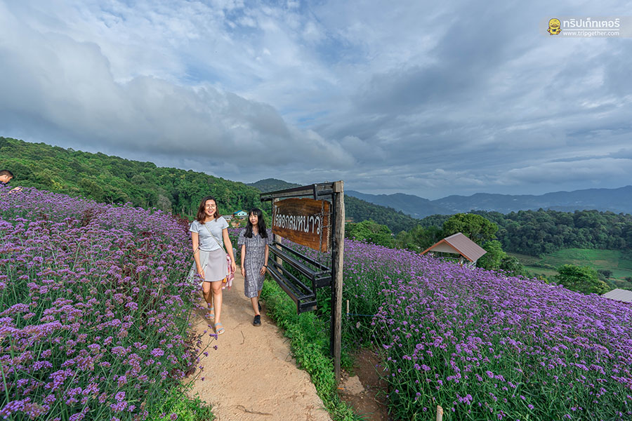 5 ทุ่งดอกไม้ในเชียงใหม่ หนาวนี้ต้องแวะแชะรูปอัพโปรไฟล์ ให้โลกสดใสด้วยดอกไม้บาน