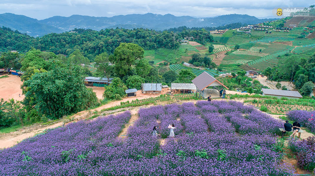 5 ทุ่งดอกไม้ในเชียงใหม่ หนาวนี้ต้องแวะแชะรูปอัพโปรไฟล์ ให้โลกสดใสด้วยดอกไม้บาน