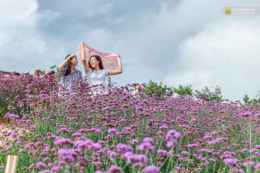 5 ทุ่งดอกไม้ในเชียงใหม่ หนาวนี้ต้องแวะแชะรูปอัพโปรไฟล์ ให้โลกสดใสด้วยดอกไม้บาน