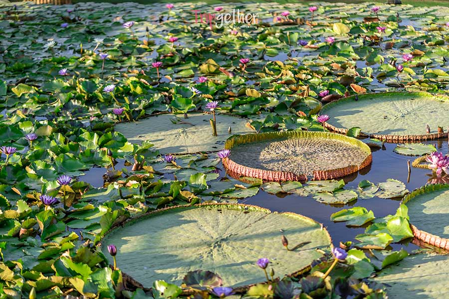 Saphan_mai_thung_rangsit-33