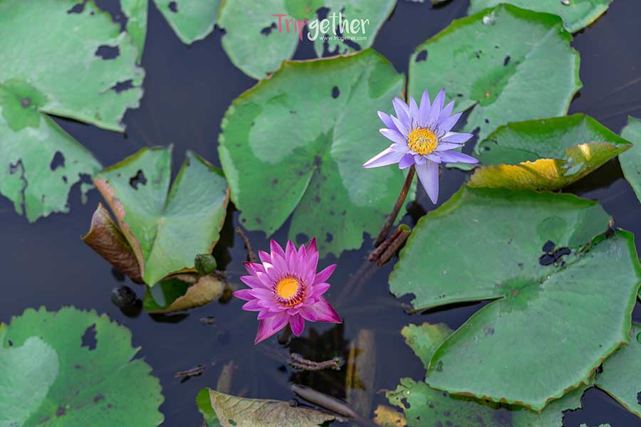 Saphan_mai_thung_rangsit-42