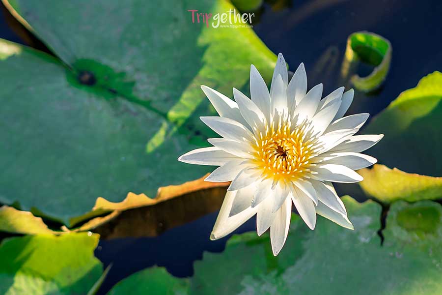 Saphan_mai_thung_rangsit-45