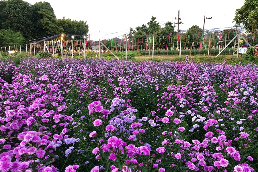 5 ทุ่งดอกไม้ในเชียงใหม่ หนาวนี้ต้องแวะแชะรูปอัพโปรไฟล์ ให้โลกสดใสด้วยดอกไม้บาน