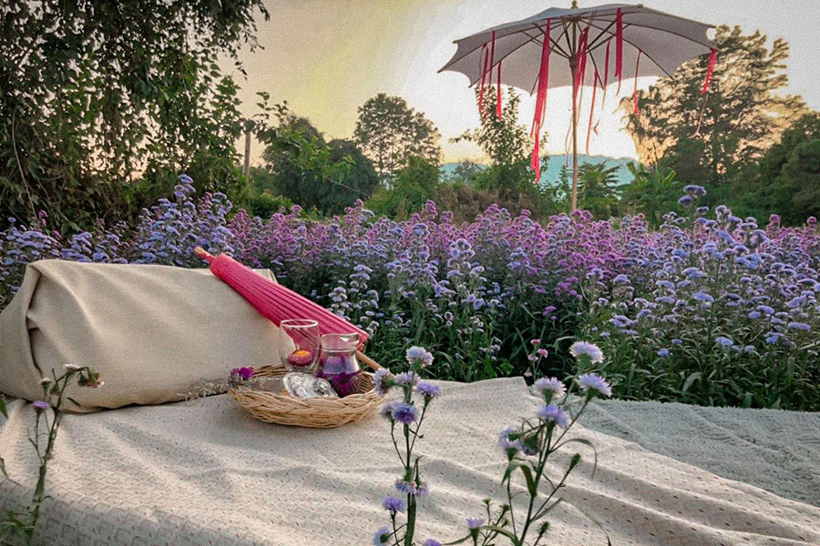 5 ทุ่งดอกไม้ในเชียงใหม่ หนาวนี้ต้องแวะแชะรูปอัพโปรไฟล์ ให้โลกสดใสด้วยดอกไม้บาน