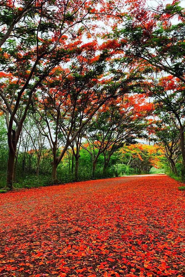 Umonghangnokyoong_02