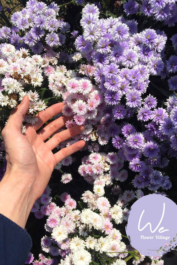 5 ทุ่งดอกไม้ในเชียงใหม่ หนาวนี้ต้องแวะแชะรูปอัพโปรไฟล์ ให้โลกสดใสด้วยดอกไม้บาน