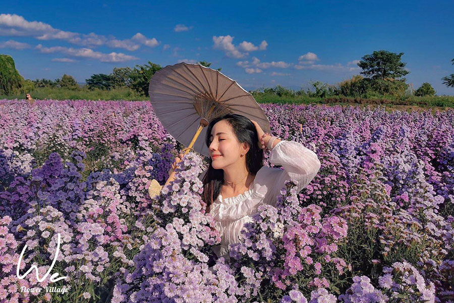 5 ทุ่งดอกไม้ในเชียงใหม่ หนาวนี้ต้องแวะแชะรูปอัพโปรไฟล์ ให้โลกสดใสด้วยดอกไม้บาน