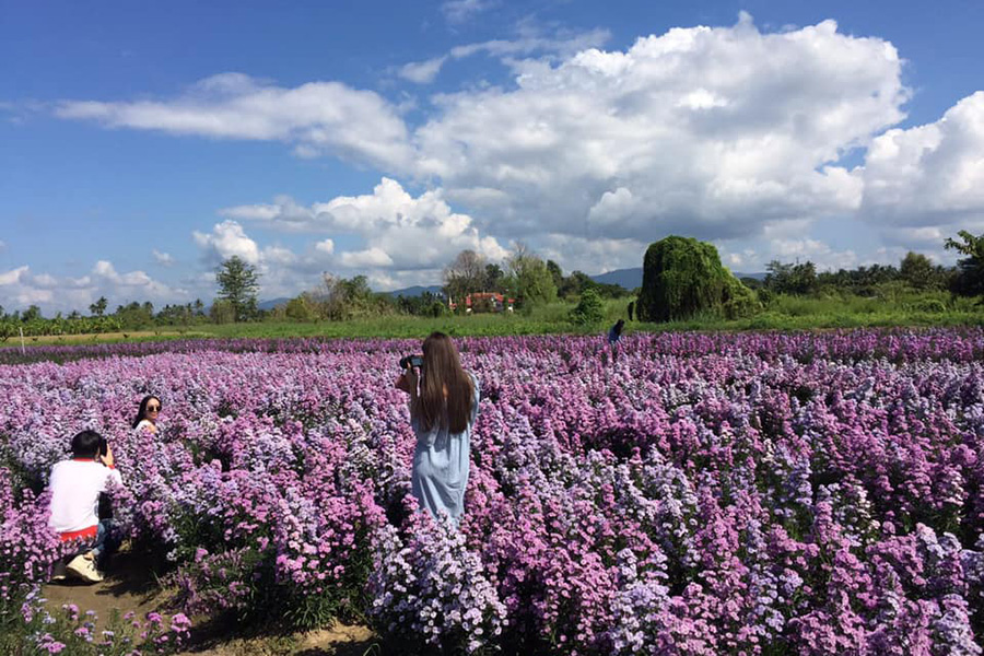 5 ทุ่งดอกไม้ในเชียงใหม่ หนาวนี้ต้องแวะแชะรูปอัพโปรไฟล์ ให้โลกสดใสด้วยดอกไม้บาน