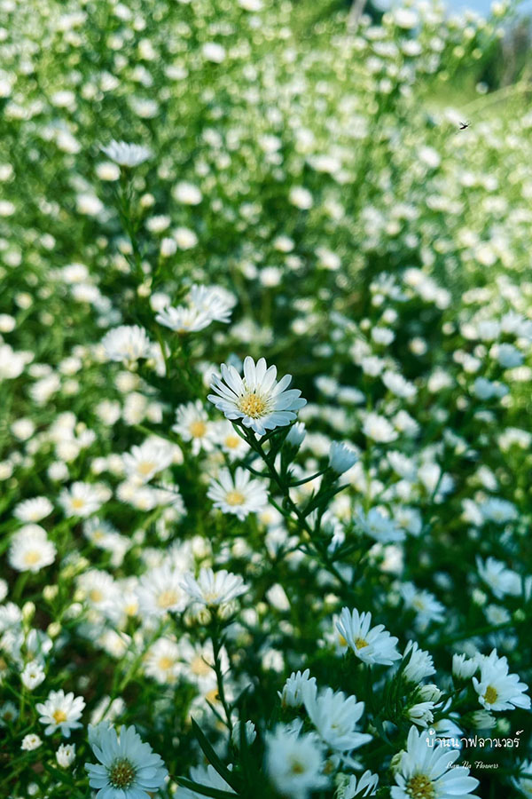 5 ทุ่งดอกไม้เชียงใหม่ ถ่ายรูปเพลิน ลงแล้วปัง!