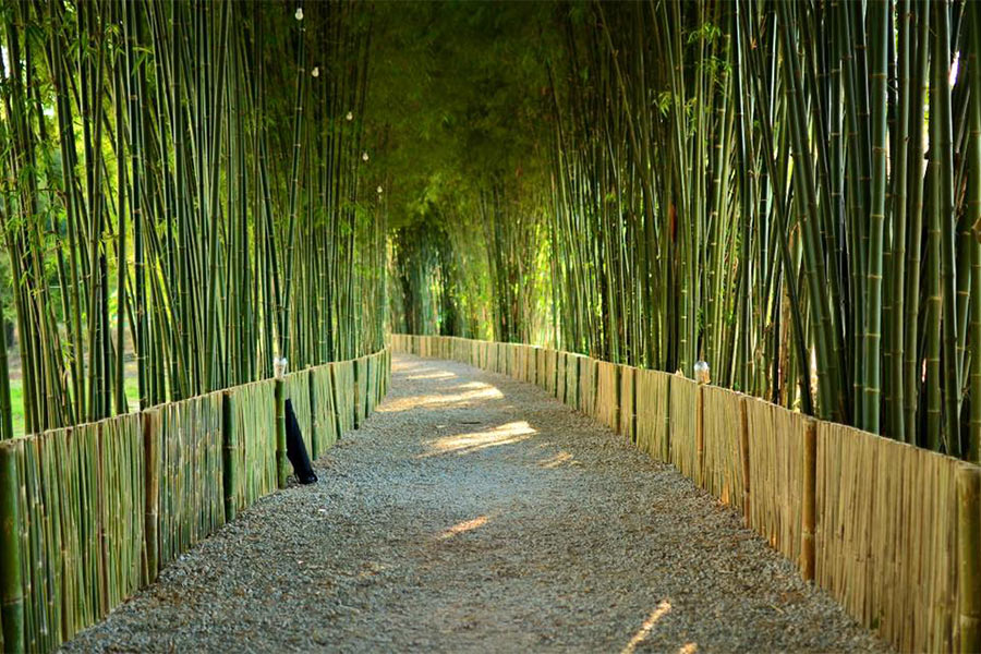 bamboo1