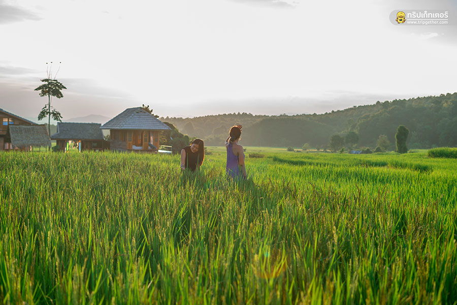 farmerschoolhomestay-1