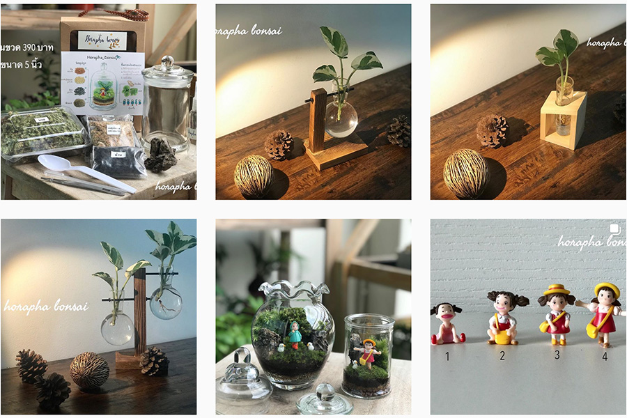 horapha_bonsai_01