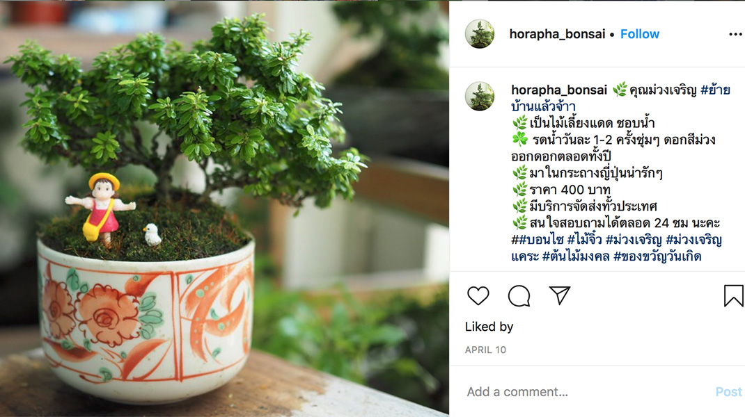 horapha_bonsai_01